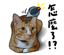 Egg Head's Cat Roommates photographs sticker #14224178