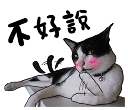 Egg Head's Cat Roommates photographs sticker #14224179