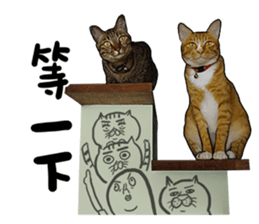 Egg Head's Cat Roommates photographs sticker #14224180