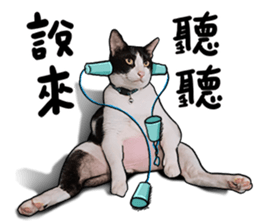 Egg Head's Cat Roommates photographs sticker #14224181