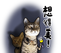 Egg Head's Cat Roommates photographs sticker #14224184