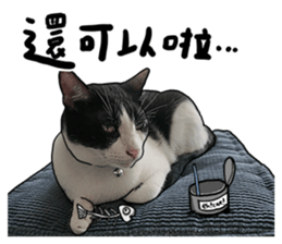 Egg Head's Cat Roommates photographs sticker #14224187