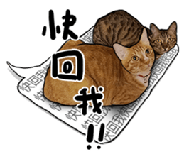 Egg Head's Cat Roommates photographs sticker #14224188