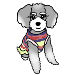 AER the Miniature Schnauzer