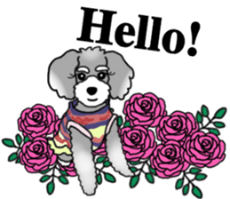 AER the Miniature Schnauzer sticker #14224422