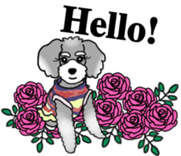 AER the Miniature Schnauzer sticker #14224422