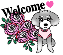 AER the Miniature Schnauzer sticker #14224423