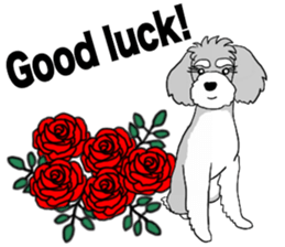 AER the Miniature Schnauzer sticker #14224428