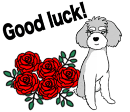 AER the Miniature Schnauzer sticker #14224428