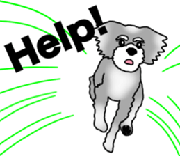 AER the Miniature Schnauzer sticker #14224433