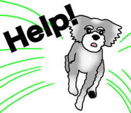 AER the Miniature Schnauzer sticker #14224433