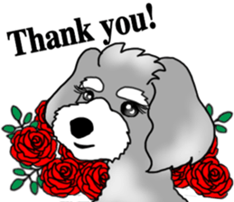 AER the Miniature Schnauzer sticker #14224443