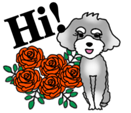 AER the Miniature Schnauzer sticker #14224457