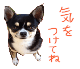 I am Lil. (Greeting) sticker #14227299