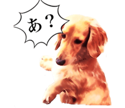 3 Dogs Sticker sticker #14227625