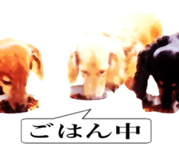 3 Dogs Sticker sticker #14227651