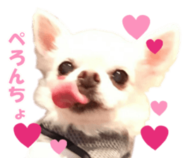 Pino&Chocojii sticker #14228838