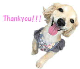 Pino&Chocojii sticker #14228839