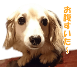 Pino&Chocojii sticker #14228841