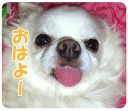 Pino&Chocojii sticker #14228842