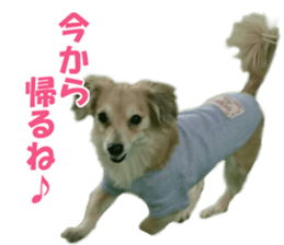 Pino&Chocojii sticker #14228844