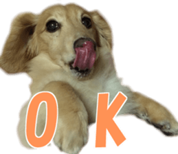 Buu-chan,Chi-cha sticker #14228886