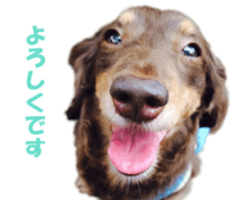 Buu-chan,Chi-cha sticker #14228894