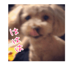dog :) name:berry sticker #14229836