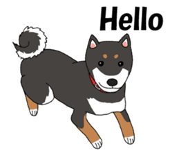 Japanese Black Shiba dog.(English) sticker #14231143