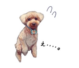 toy poodle mashu sticker sticker #14231718