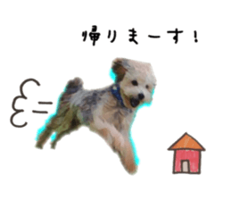 toy poodle mashu sticker sticker #14231719
