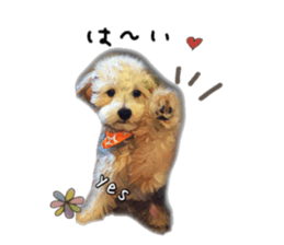 toy poodle mashu sticker sticker #14231722