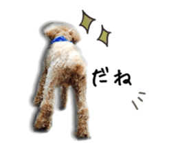 toy poodle mashu sticker sticker #14231723