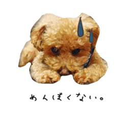 toy poodle mashu sticker sticker #14231724