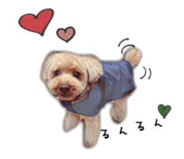 toy poodle mashu sticker sticker #14231725