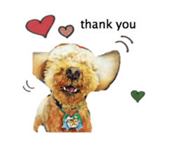 toy poodle mashu sticker sticker #14231726