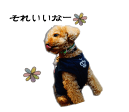 toy poodle mashu sticker sticker #14231728