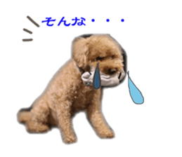 toy poodle mashu sticker sticker #14231731