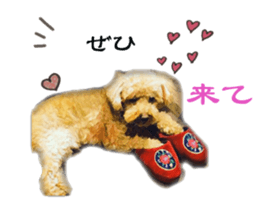 toy poodle mashu sticker sticker #14231732