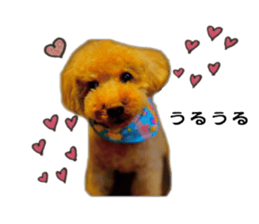 toy poodle mashu sticker sticker #14231733