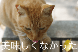 Park Cats 2 sticker #14232615