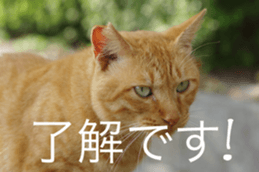 Park Cats 2 sticker #14232616