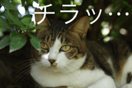 Park Cats 2 sticker #14232617