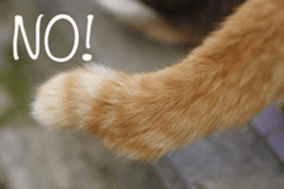 Park Cats 2 sticker #14232619