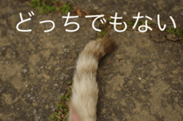 Park Cats 2 sticker #14232620