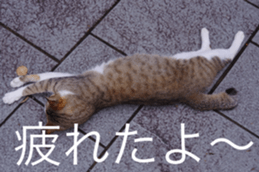 Park Cats 2 sticker #14232623