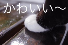 Park Cats 2 sticker #14232625