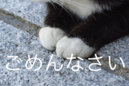 Park Cats 2 sticker #14232628