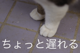 Park Cats 2 sticker #14232629