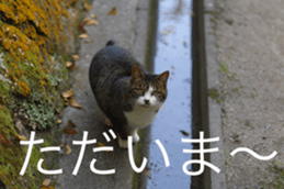 Park Cats 2 sticker #14232632